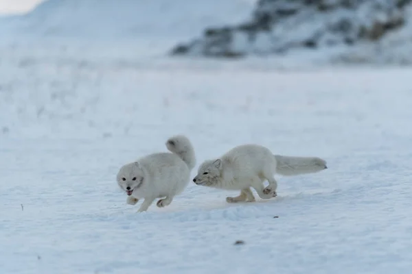 Raposas Árticas Selvagens Lutando Tundra Inverno Raposa Ártica Branca Agressiva — Fotografia de Stock