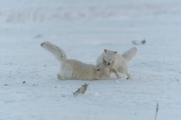 Дикие Арктические Лисы Сражаются Тундре Зимой Белая Арктическая Лиса — стоковое фото