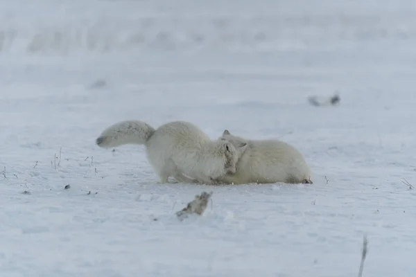 Wild arctic foxes fighting in tundra in winter time. White arctic fox aggressive.