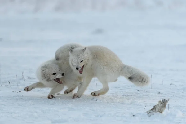 Vilda Arktiska Rävar Slåss Tundra Vintern Vit Fjällräv Aggressiv — Stockfoto