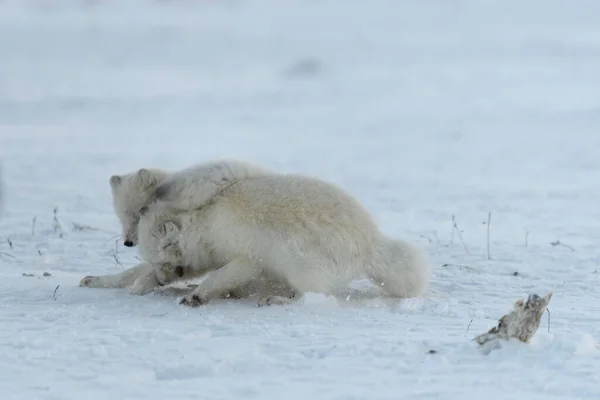 Дикі Арктичні Лисиці Воюють Тундрі Зимовий Час Біла Арктична Лисиця — стокове фото