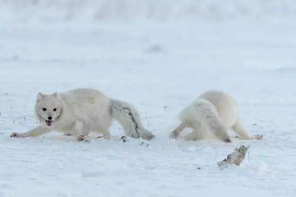 Raposas Árticas Selvagens Lutando Tundra Inverno Raposa Ártica Branca Agressiva — Fotografia de Stock