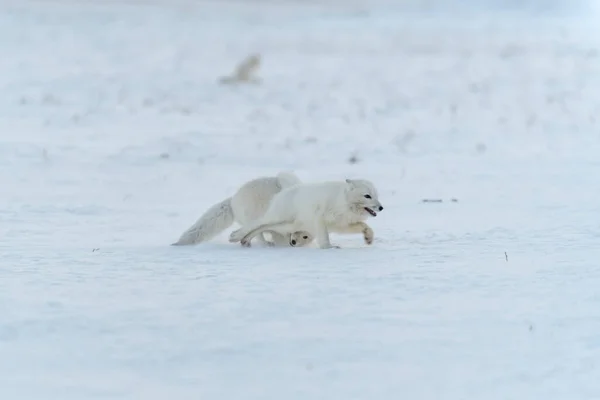 Wilde Arktische Füchse Kämpfen Winter Der Tundra Weißer Polarfuchs Aggressiv — Stockfoto