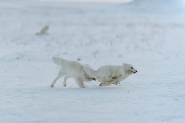 Volpi Artiche Selvagge Che Combattono Nella Tundra Inverno Volpe Artica — Foto Stock