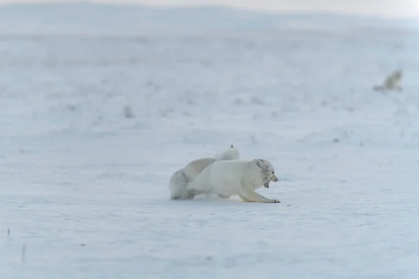 Raposas Árticas Selvagens Lutando Tundra Inverno Raposa Ártica Branca Agressiva — Fotografia de Stock