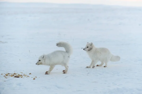 冬季野生北极狐狸在冻土带里吃东西 — 图库照片