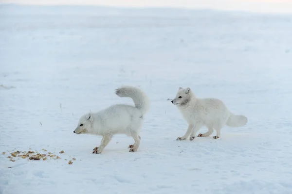 Renards Arctiques Sauvages Mangeant Dans Toundra Hiver — Photo