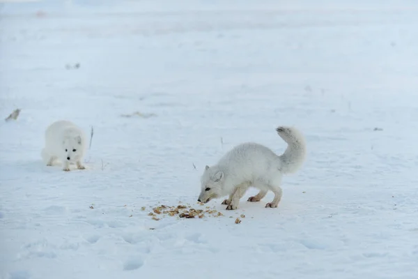 冬にツンドラで食べる野生の北極キツネ — ストック写真