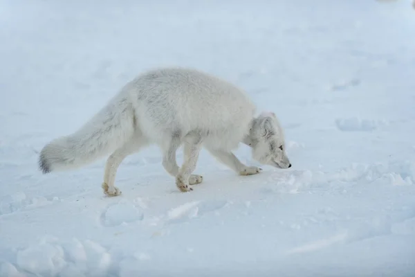 Zorro Ártico Salvaje Con Plástico Cuello Tundra Invierno Problema Ecológico —  Fotos de Stock