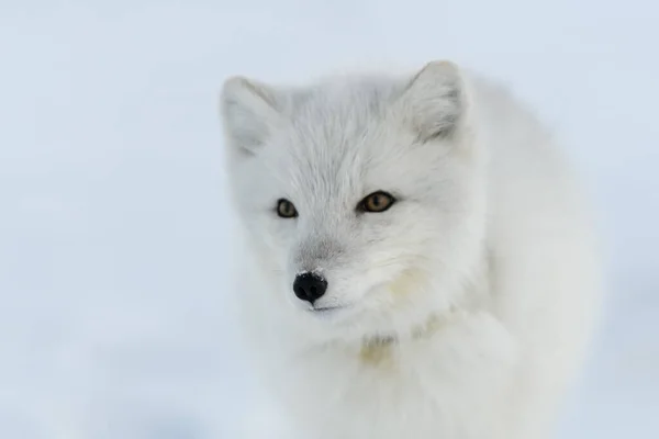 在冬季冻土带的野生北极狐狸 脖子上有塑料 生态问题 塑料污染 — 图库照片