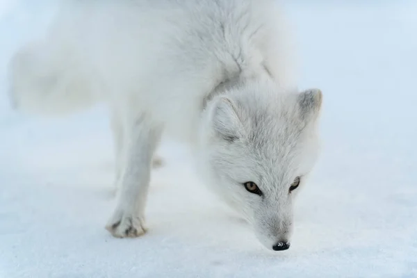 Raposa Ártica Selvagem Com Plástico Seu Pescoço Tundra Inverno Problema — Fotografia de Stock