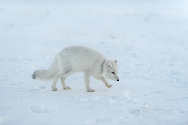 在冬季冻土带的野生北极狐狸 脖子上有塑料 生态问题 塑料污染 — 图库照片
