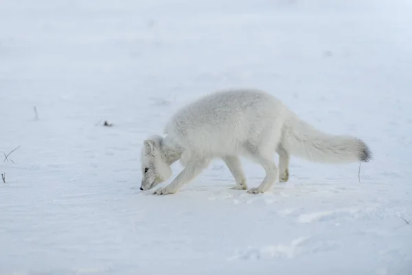 Wilder Polarfuchs Mit Plastik Hals Der Winterlichen Tundra Ökologisches Problem — Stockfoto