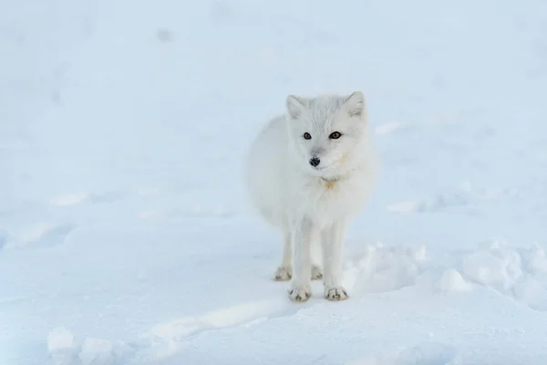 Wilder Polarfuchs Mit Plastik Hals Der Winterlichen Tundra Ökologisches Problem — Stockfoto