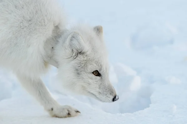 Wilder Polarfuchs Mit Plastik Hals Der Winterlichen Tundra Ökologisches Problem — Stockfoto