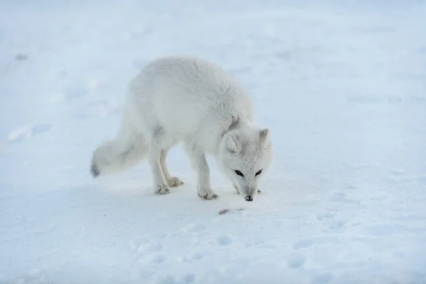 Dziki Lis Arktyczny Plastikiem Szyi Zimowej Tundrze Problem Ekologią Zanieczyszczenie — Zdjęcie stockowe