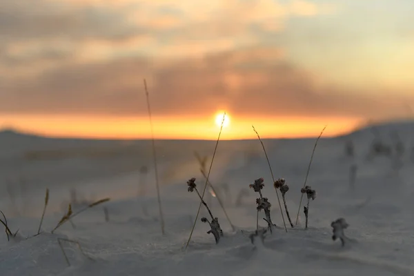 Peisaj Arctic Timpul Iernii Iarbă Gheaţă Zăpadă Tundră Sunset — Fotografie, imagine de stoc