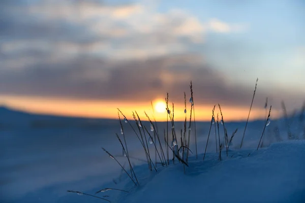 Paisaje Ártico Invierno Hierba Con Hielo Nieve Tundra Puesta Sol — Foto de Stock