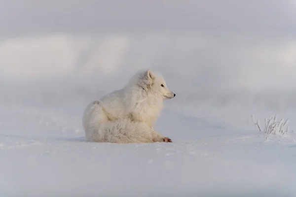 Räv Vulpes Lagopus Vild Tundra Arktisk Räv Ljuger Sova Tundra — Stockfoto