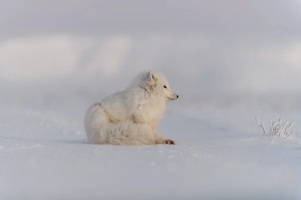 Polarfuchs Vulpes Lagopus Der Wilden Tundra Polarfuchs Lügt Schlafen Der — Stockfoto