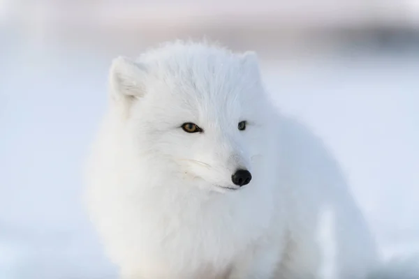 Raposa Ártica Selvagem Vulpes Lagopus Cabeça Artico Raposa Fechar — Fotografia de Stock