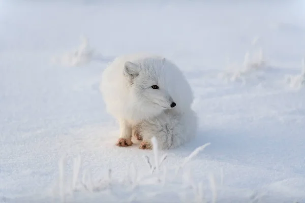 野生のツンドラの北極キツネ Vulpes Lagopus 北極キツネ嘘をつく ツンドラで眠る — ストック写真