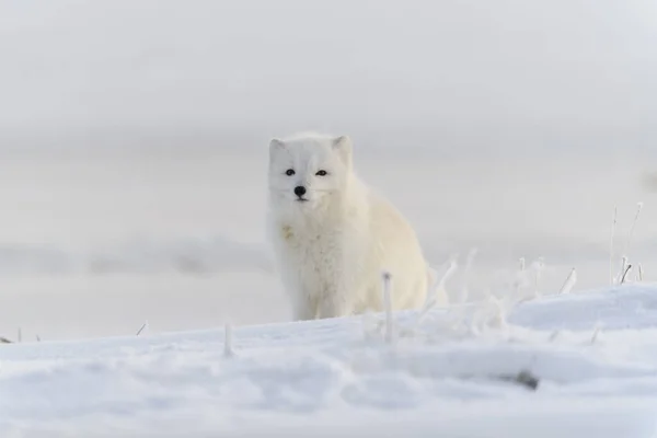 Zorro Ártico Salvaje Vulpes Lagopus Tundra Invierno Zorro Ártico Blanco —  Fotos de Stock