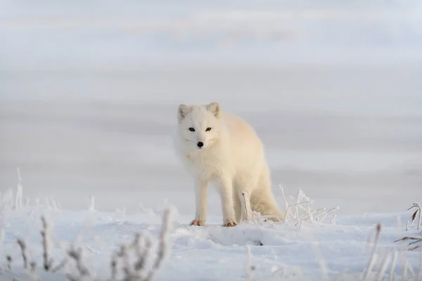 Άγρια Αρκτική Αλεπού Vulpes Lagopus Στην Τούνδρα Χειμώνα Λευκή Αρκτική — Φωτογραφία Αρχείου