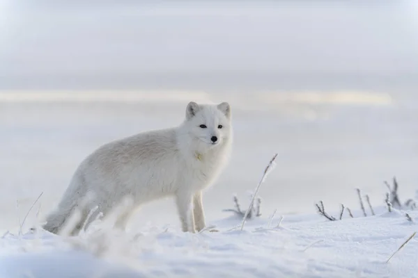 Дикий Арктичний Лис Vulpes Lagopus Тундрі Зимовий Час Білий Арктичний — стокове фото