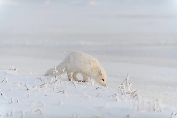 Дикая Арктическая Лиса Vulpes Lagopus Тундре Зимой Белая Арктическая Лиса — стоковое фото