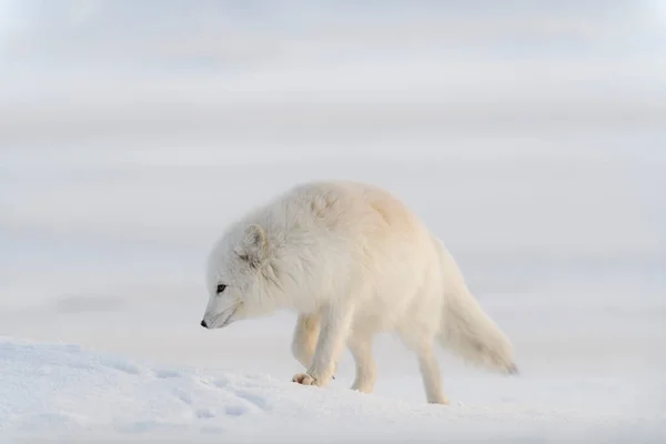 Raposa Ártica Selvagem Vulpes Lagopus Tundra Inverno Raposa Ártica Branca — Fotografia de Stock