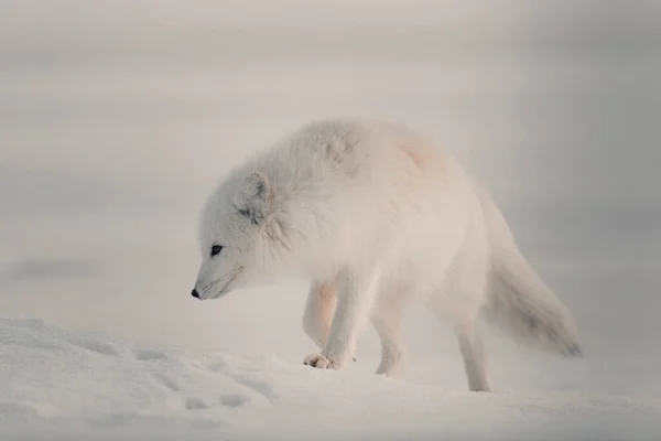 Vadon Élő Sarki Róka Vulpes Lagopus Tundrában Télen Fehér Sarki — Stock Fotó