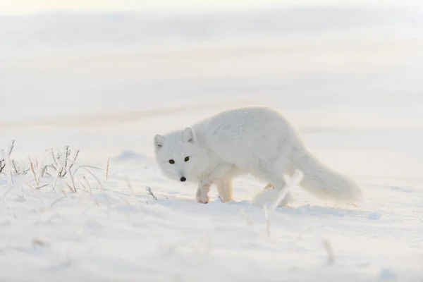 Zorro Ártico Salvaje Vulpes Lagopus Tundra Invierno Zorro Ártico Blanco —  Fotos de Stock