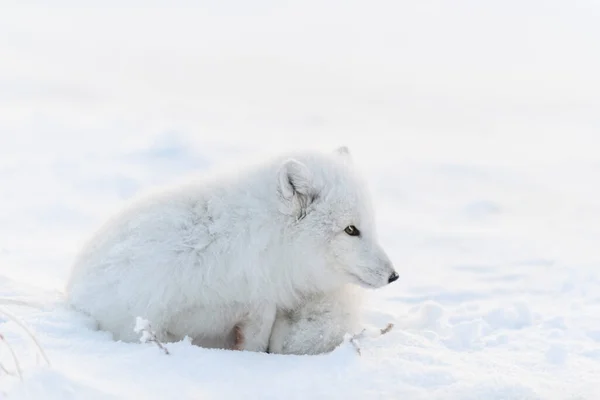 Арктична Лисиця Vulpes Lagopus Вільній Тундрі Арктична Лисиця Спить Тундрі — стокове фото