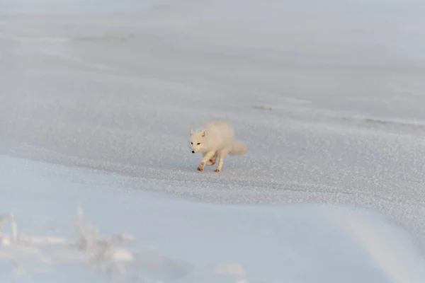 겨울에 툰드라 지역에서는 Vulpes Lagopus 서식한다 — 스톡 사진