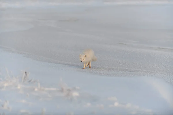 Divoká Arktická Liška Vulpes Lagopus Tundře Zimním Období Bílá Arktická — Stock fotografie