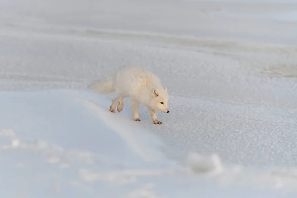 Dziki Lis Arktyczny Vulpes Lagopus Tundrze Okresie Zimowym Lis Arktyczny — Zdjęcie stockowe