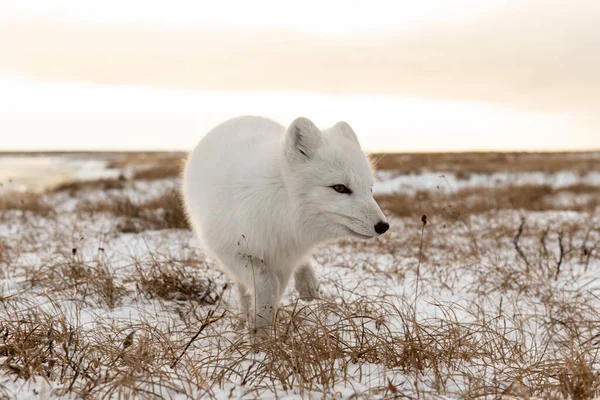 西伯利亚冻土带冬季北极狐 Vulpes Lagopus — 图库照片