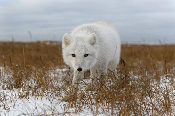 Zorro Ártico Vulpes Lagopus Invierno Tundra Siberiana — Foto de Stock