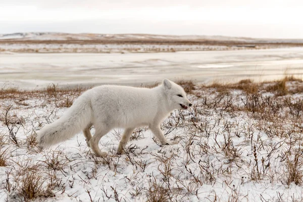 Renard Arctique Vulpes Lagopus Hiver Dans Toundra Sibérienne — Photo