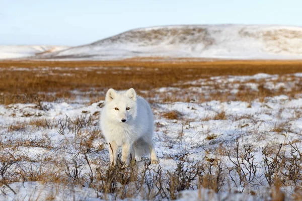 Zorro Ártico Vulpes Lagopus Invierno Tundra Siberiana —  Fotos de Stock