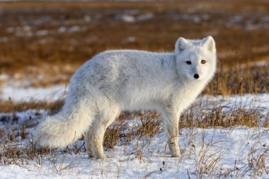 Sibirya tundrasında kışın kutup tilkisi (Vulpes Lagopus)
