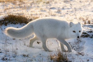 Sibirya tundrasında kışın kutup tilkisi (Vulpes Lagopus)