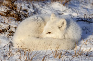 Kuzey Kutbu tilkisi (Vulpes Lagopus) Wilde Tundra 'da. Kutup tilkisi yalan söylüyor. Tundra 'da uyumak.