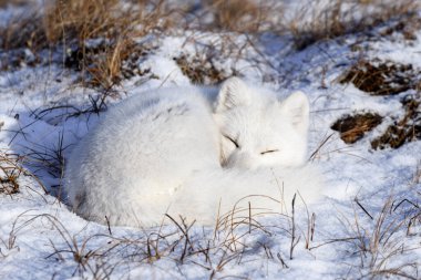 Kuzey Kutbu tilkisi (Vulpes Lagopus) Wilde Tundra 'da. Kutup tilkisi yalan söylüyor. Tundra 'da uyumak.