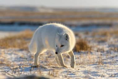 Sibirya tundrasında kışın kutup tilkisi (Vulpes Lagopus)