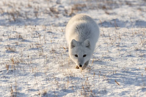 Zorro Ártico Vulpes Lagopus Invierno Tundra Siberiana — Foto de Stock