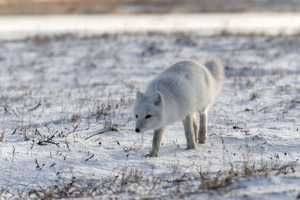 Sarkvidéki Róka Vulpes Lagopus Télen Szibériai Tundrán — Stock Fotó