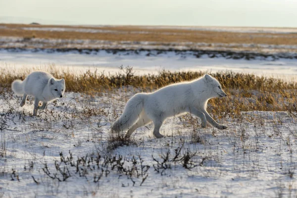 Duas Raposas Árticas Vulpes Lagopus Tundra Selvagem Raposa Ártica Praia — Fotografia de Stock