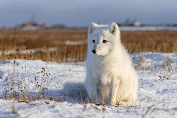 Räv Vulpes Lagopus Vild Tundra Arktisk Räv Sittande — Stockfoto